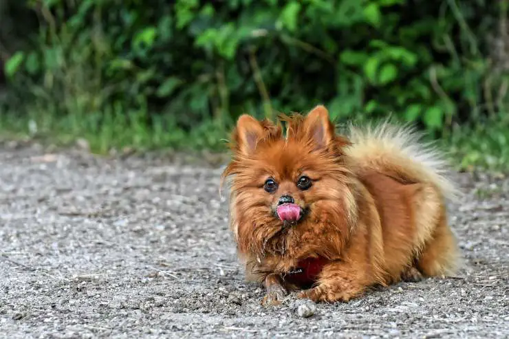 perro enano