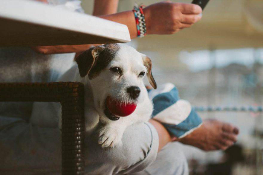 Juegos para jugar en casa con el perro