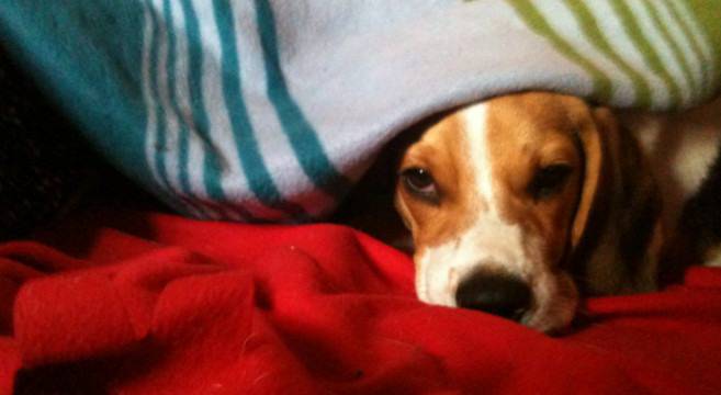 Hipotermia En Perros Causas Síntomas Y Tratamiento Vida Con Mascotas ️ 9059