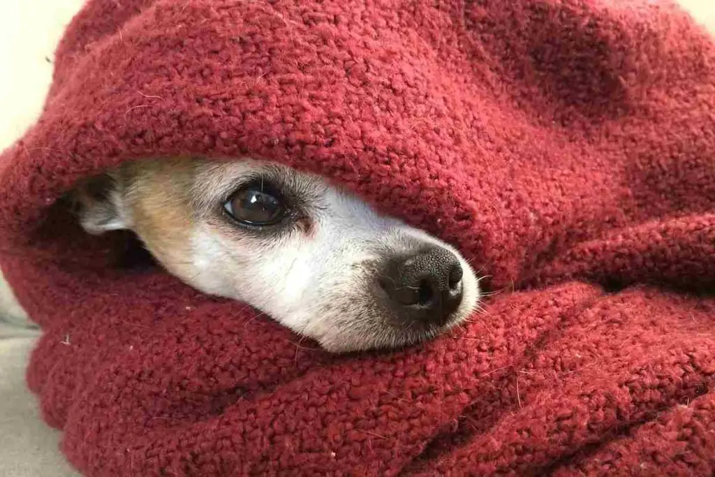 Hipotermia En Perros Causas Síntomas Y Tratamiento Vida Con Mascotas ️ 6154