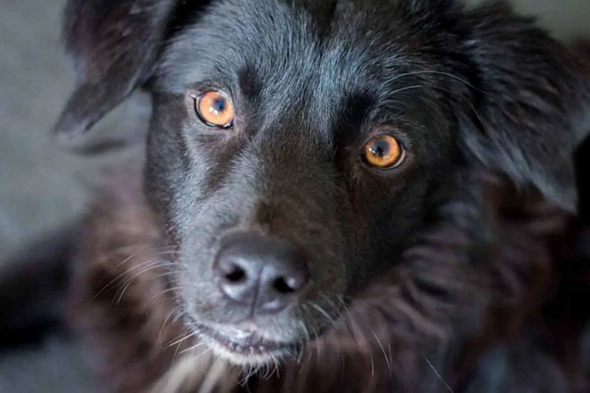 Ictericia en perros