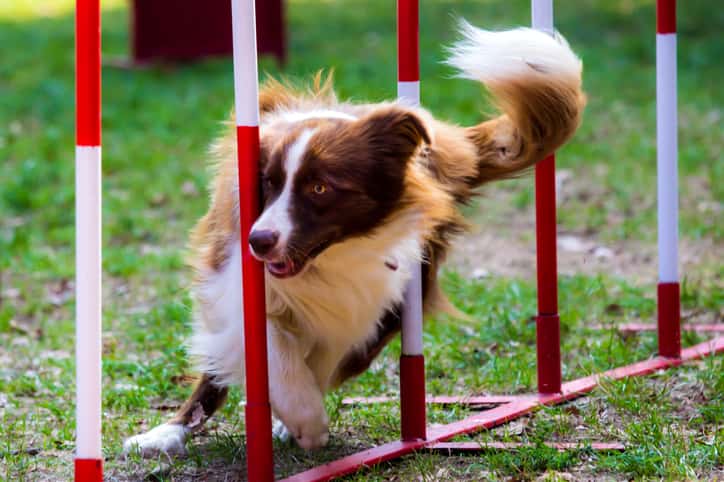 Regalos de Navidad para los amantes de los perros.