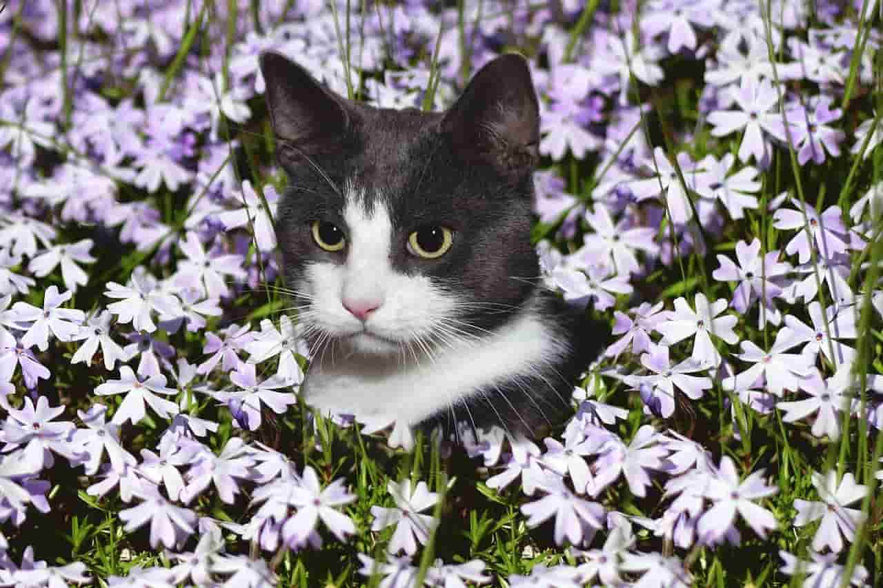 remedios florales para gatos