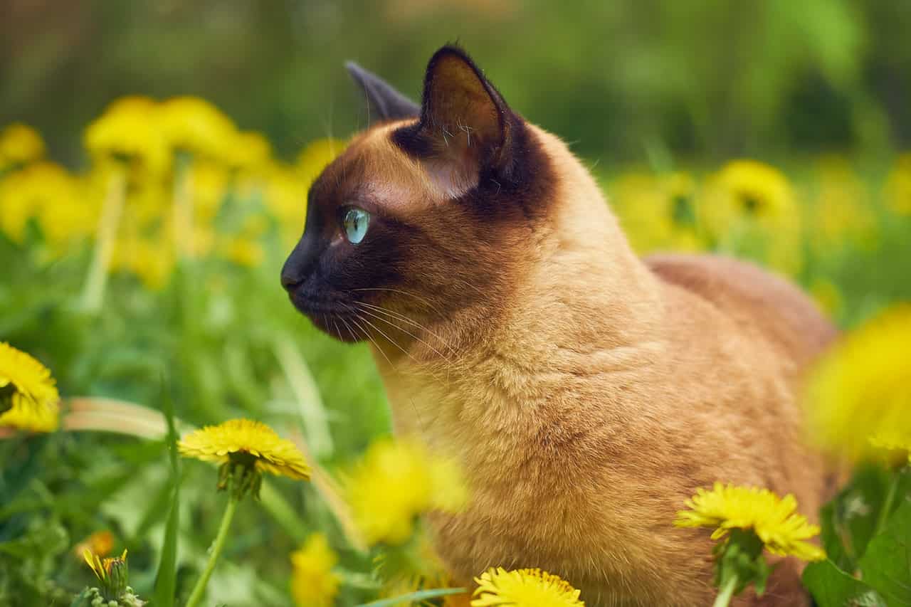 administrar gotas de flores de gato