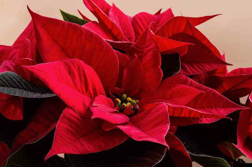 El perro se comió la poinsettia