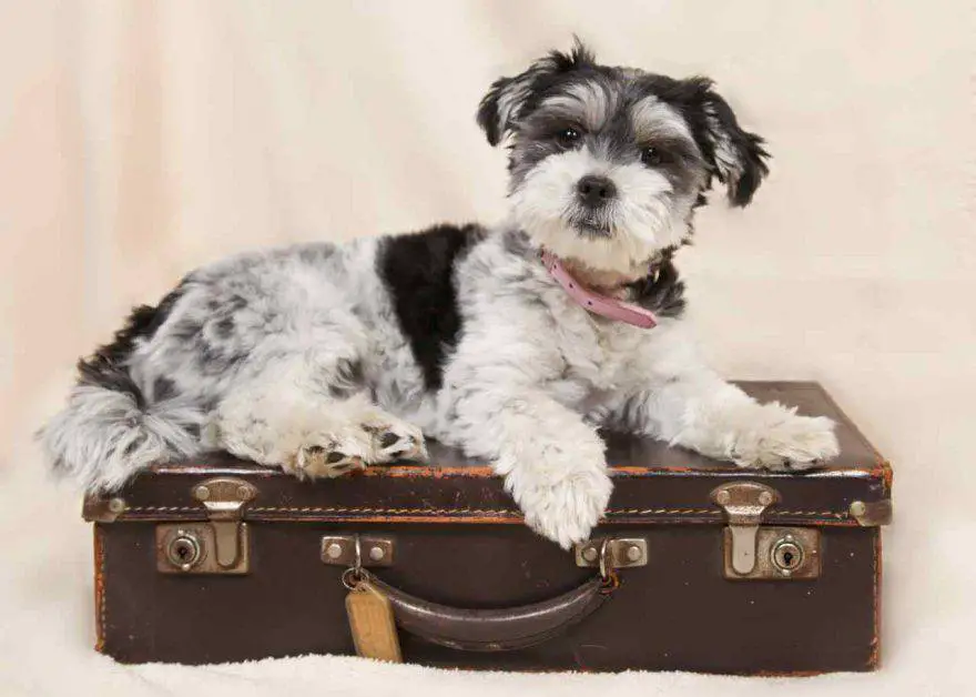 Vacaciones de Navidad con el perro
