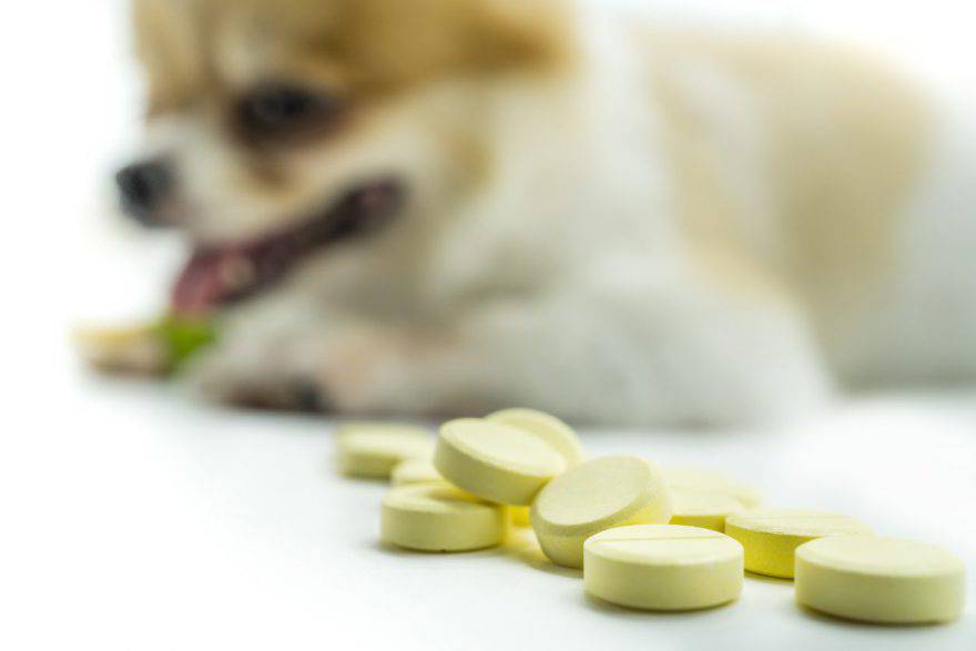 Suplementos para perros