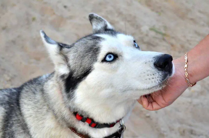 Horóscopo del perro Leo