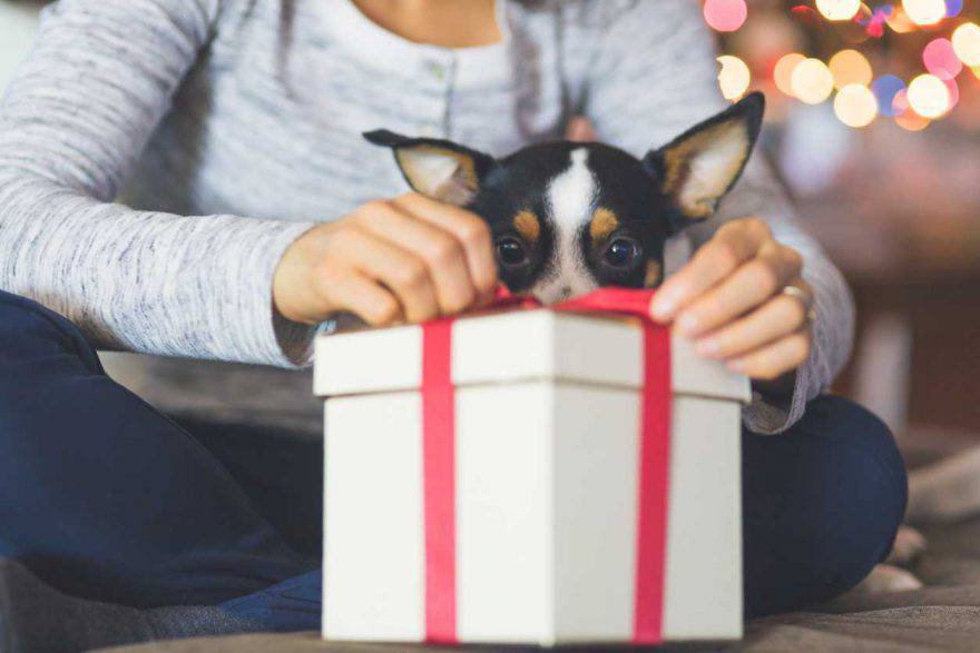 Regalos de navidad para perros