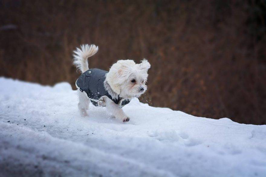 La ropa adecuada para el perro en invierno.