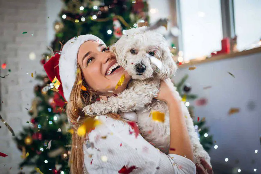 menú de año nuevo para perros