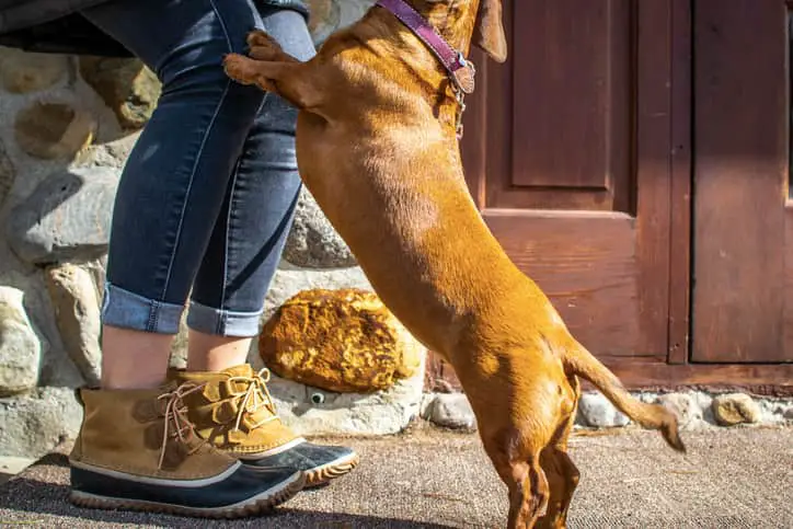El perro celebra a todos