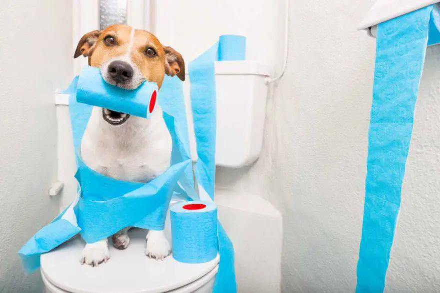 Alimentando a un perro con diarrea