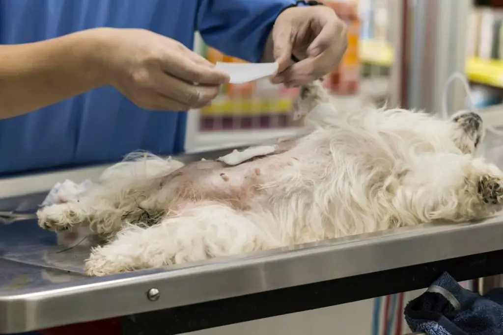 Criptorquidia en perros: causas, síntomas y tratamiento - Vida con ...