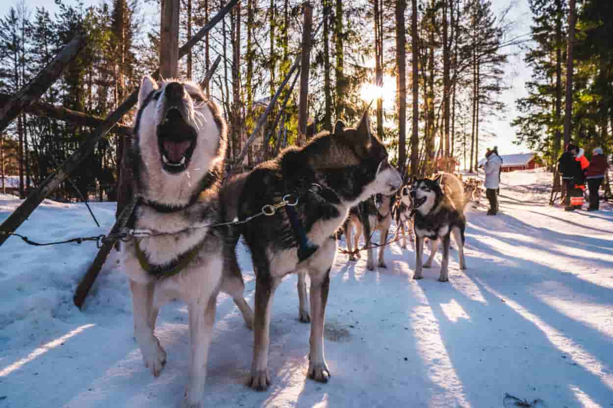 hace frío perro esquimal