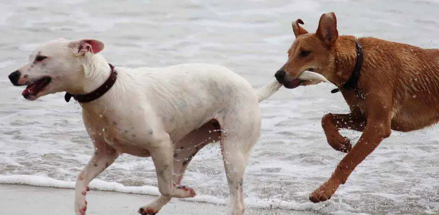 mordeduras de cola de perro