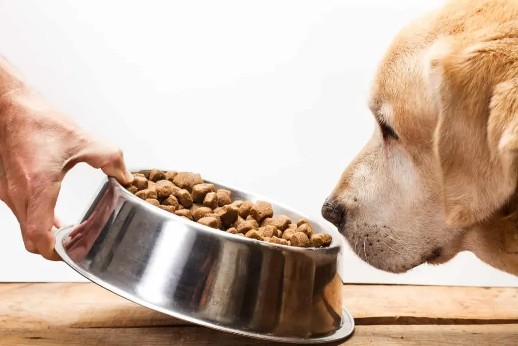 cu-nto-debe-comer-un-perro-de-raza-grande-tabla-dosis-y-cantidades