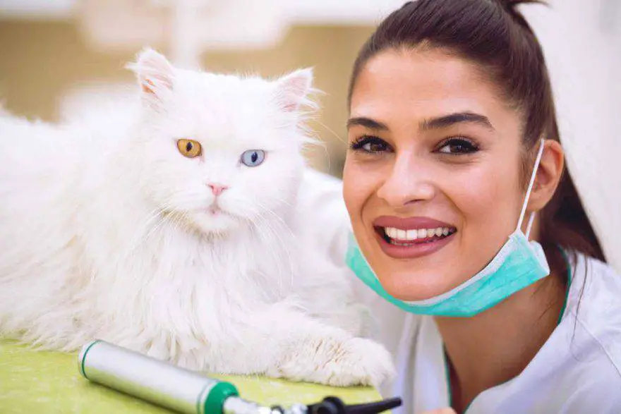 Acupuntura en gatos