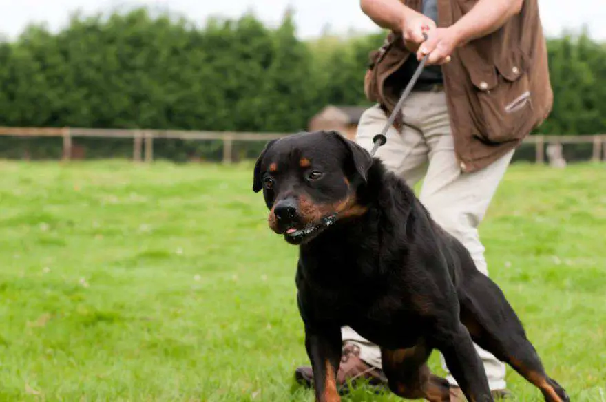el perro tira de la correa (foto iStock)