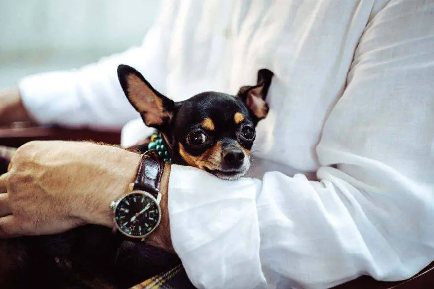 enfermedades de perros pequeños