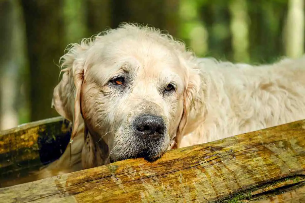 demencia senil en perros (foto Pixabay)