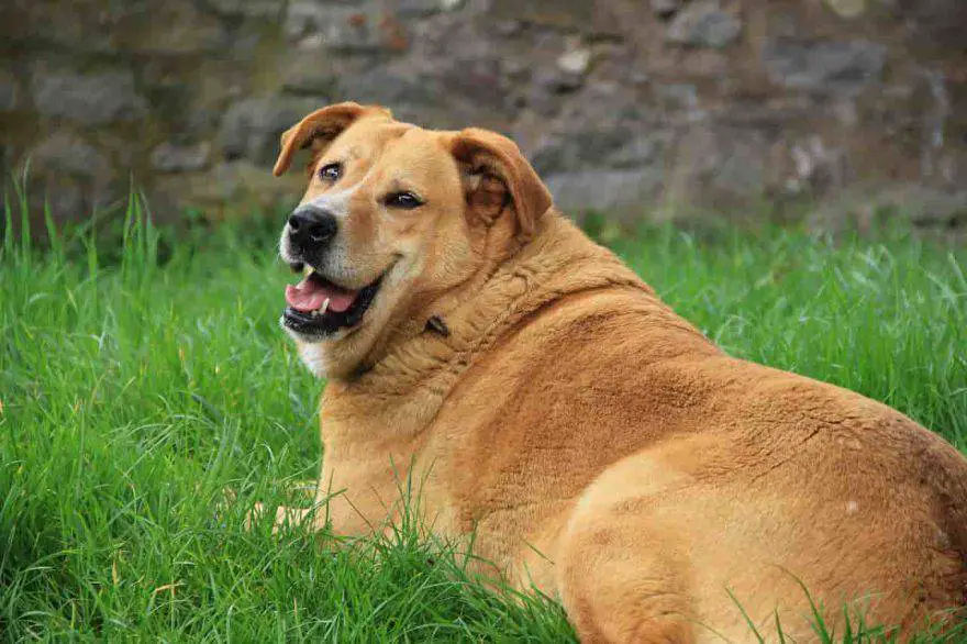 obesidad canina