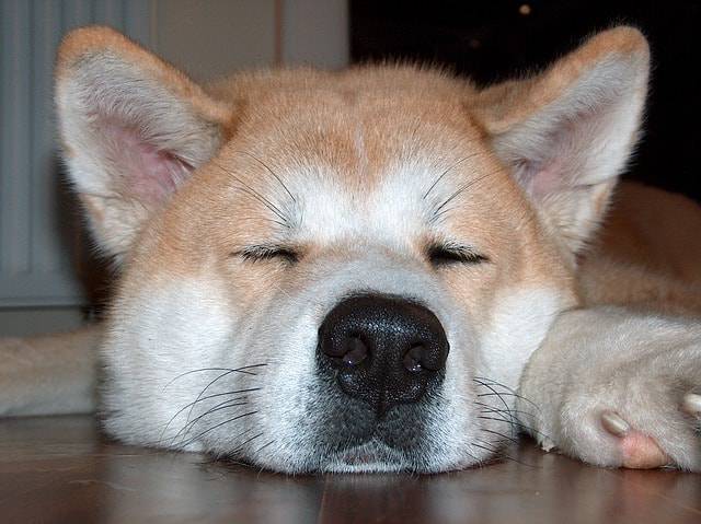 perro duerme soñoliento