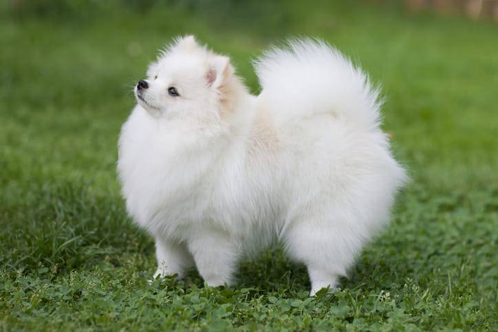 Volpino di Pomerania