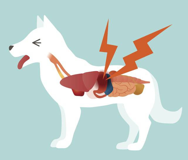 perro dolor de estómago