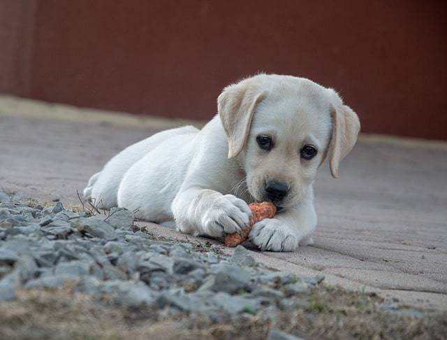 problemas de digestión del perro