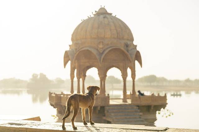 documentos de viaje para perros en el extranjero