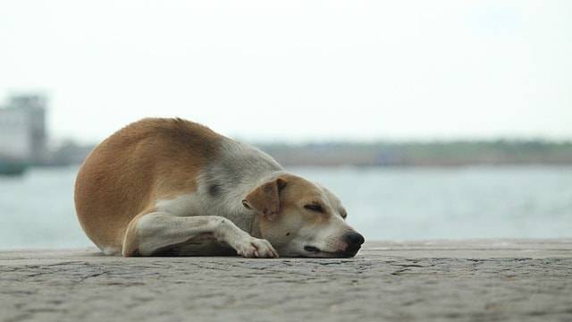 perro bebe agua de mar