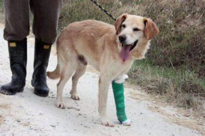 Fractura de pata de perro
