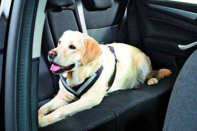 Perro con cinturón