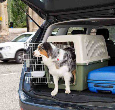 Perro en la perrera