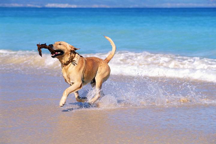 perro en el mar