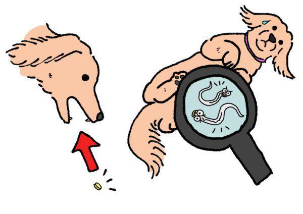 gusanos en remedios para perros