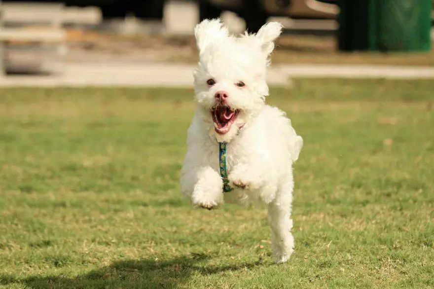 Cómo entrenar cachorro