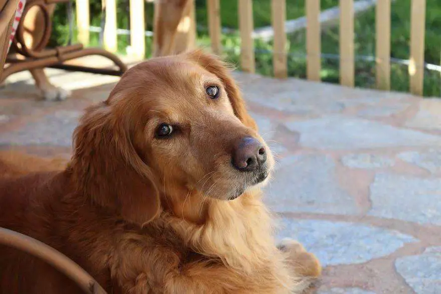 perro ayuda contra la depresión