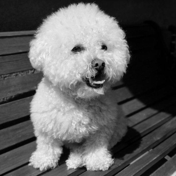 perro ayuda contra la depresión