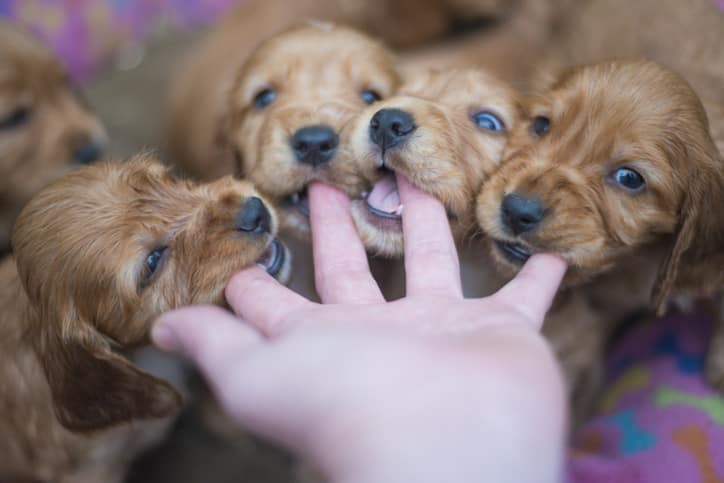 el cachorro de perro muerde