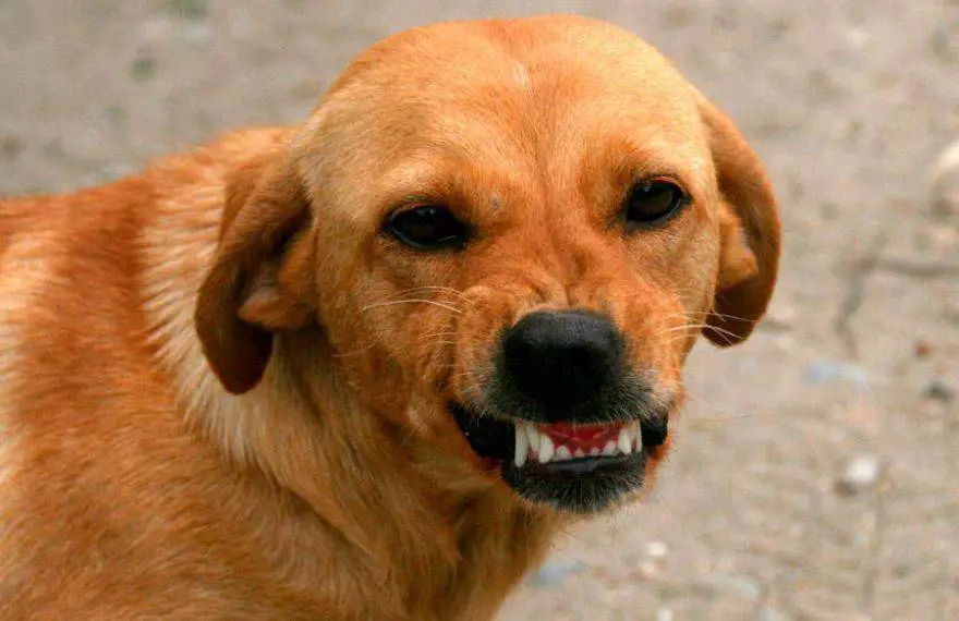 Perro celoso: soluciones