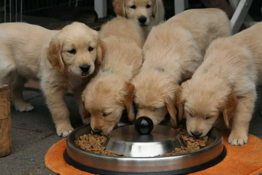 cantidad de comida para cachorros