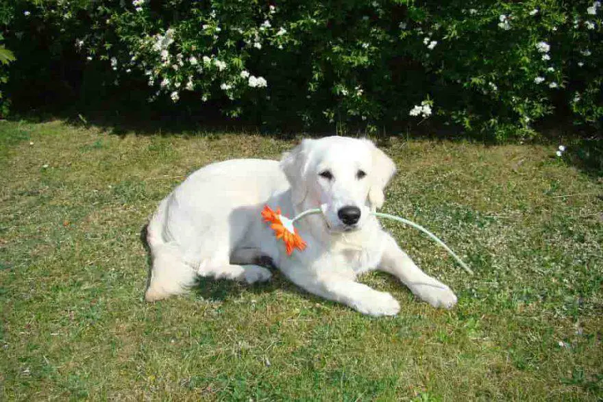 perro en primavera