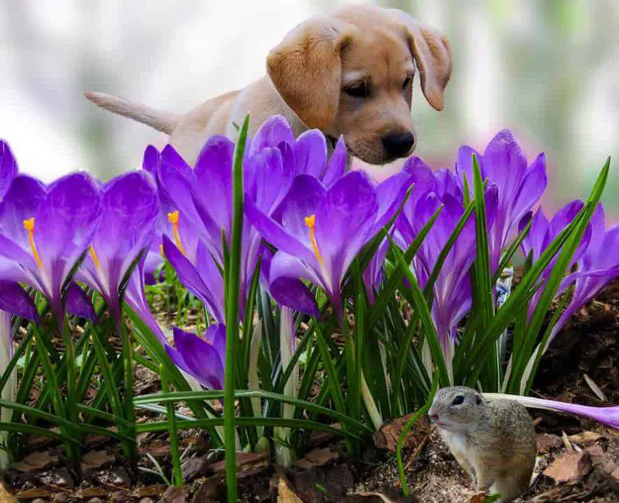 perro de primavera
