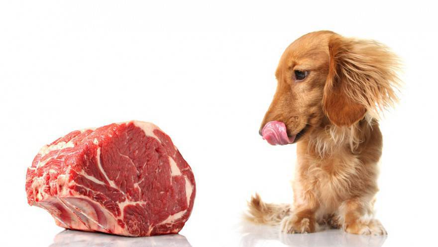 carne cruda al perro si o no