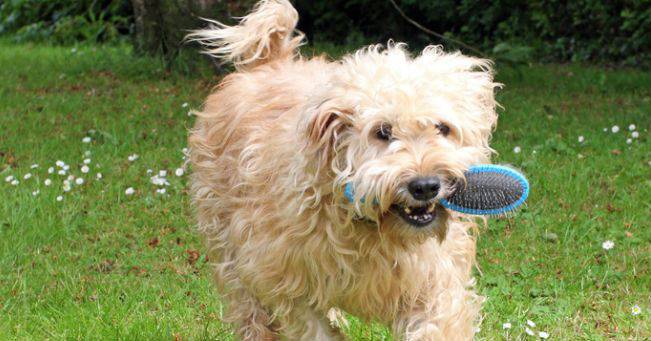 Cómo Cuidar El Pelaje De Tu Perro Durante Todo El Año Vida Con Mascotas ️ 2335