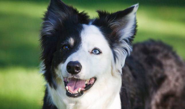 razas de perros de ojos azules