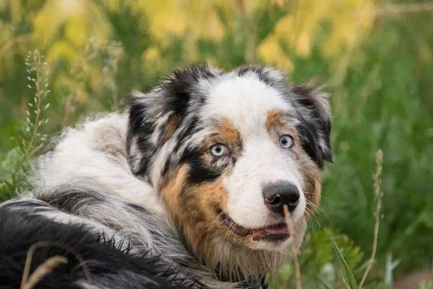 razas de perros de ojos azules