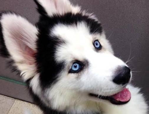 perros ojos azules